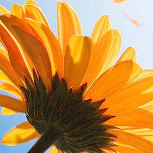 爱人送我向日葵钢琴谱钢琴正谱