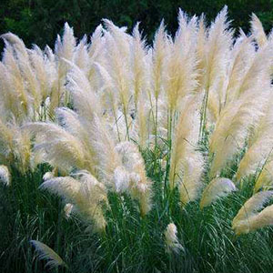 拔根芦柴花钢琴谱钢琴正谱