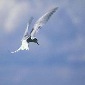 假如我的歌声能飞翔钢琴谱