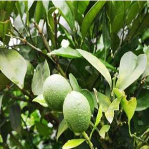 青果之恋钢琴谱