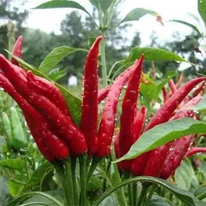 潇湘辣椒红钢琴谱