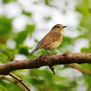 林中小鸟钢琴谱