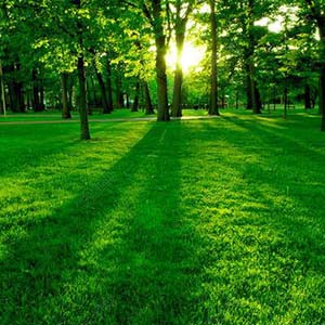 绿树成荫钢琴谱