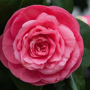 玫瑰花的幽灵钢琴谱