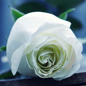 黑龙江岸边洁白的玫瑰花