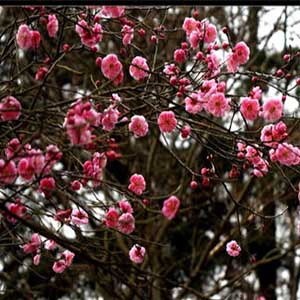 今年梅花开钢琴谱