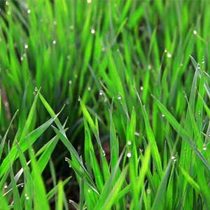 青青小草钢琴谱