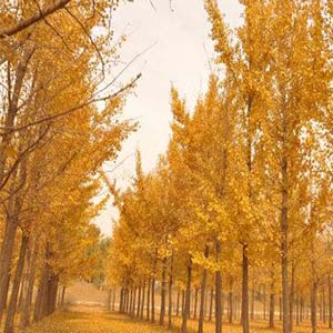 请到沂蒙看金秋钢琴谱