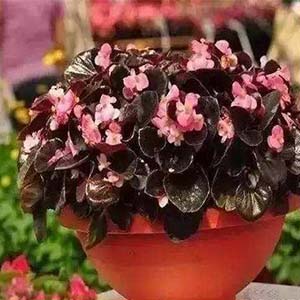 秋海棠叶钢琴谱