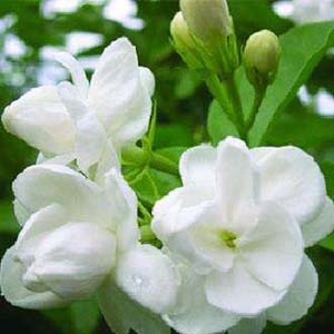 送给妈妈的茉莉花钢琴谱