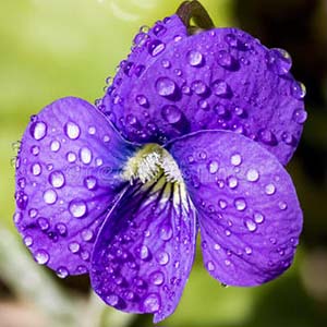 那一朵紫罗兰钢琴谱