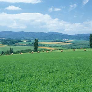 青青牧草钢琴谱