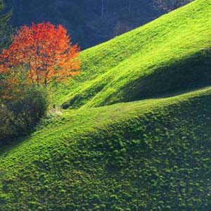 请告诉我钢琴谱