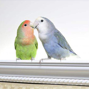 爱情像一只顽皮鸟儿钢琴谱