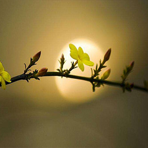 哪里去了美好的时光钢琴谱