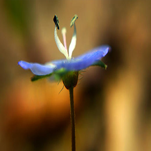 春天的芭蕾钢琴谱