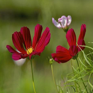 格桑梅朵钢琴谱