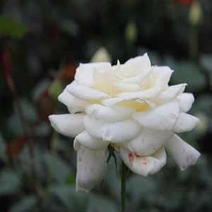 黑龙江岸边洁白的玫瑰花