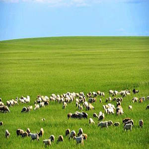 呼伦贝尔大草原钢琴谱