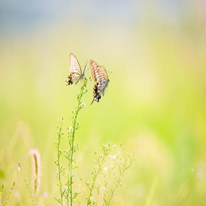 梁祝新歌钢琴谱