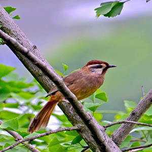 鸟儿在风中歌唱钢琴谱