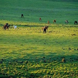 七月的草原钢琴谱