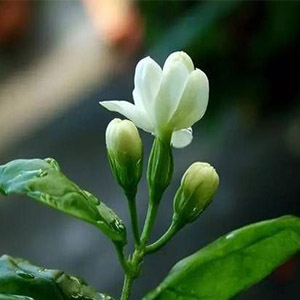 送给妈妈的茉莉花钢琴谱