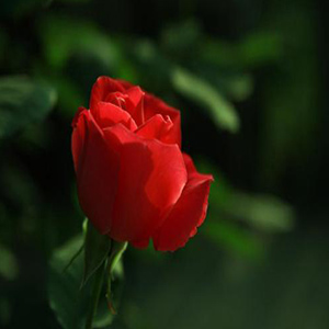 可爱的一朵玫瑰花钢琴谱