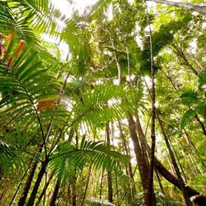 友善的森林钢琴谱