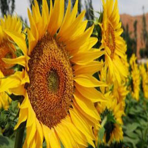 我心为你骄傲钢琴谱