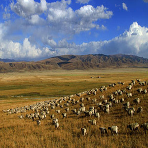 西部情歌钢琴谱