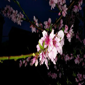 一首桃花钢琴谱