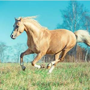 飞奔的帕洛米诺小马钢琴谱