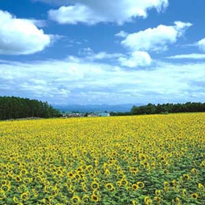 春天与秋天钢琴谱