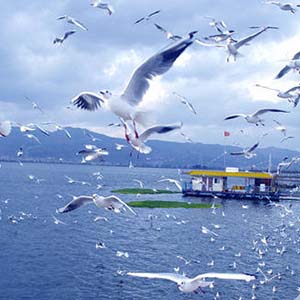 大河涨水沙浪沙钢琴谱