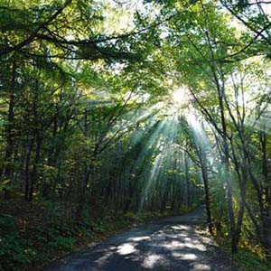 大森林的早晨钢琴谱