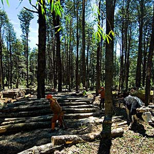 伐木工人歌钢琴谱