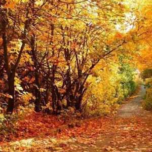 秋日之歌钢琴谱