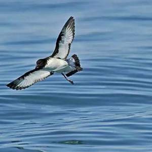 高飞的海燕钢琴谱