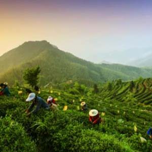 茶山新歌钢琴谱