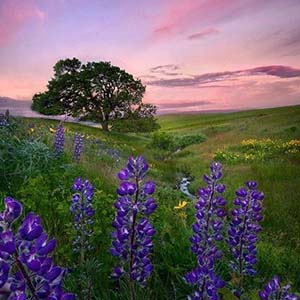 春花秋月何时了钢琴谱