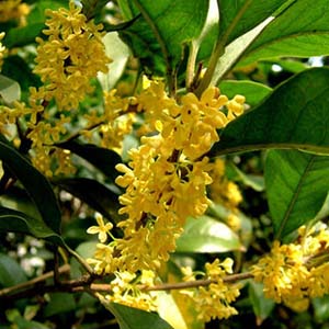 桂花开放幸福来钢琴谱