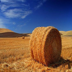 当我行过麦堆钢琴谱