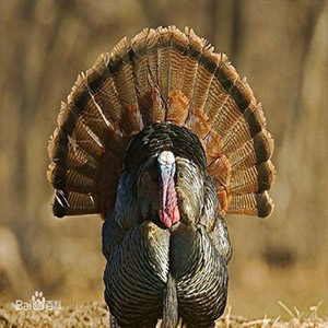 稻草中的火鸡钢琴谱