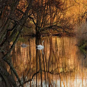 故乡的亲人钢琴谱