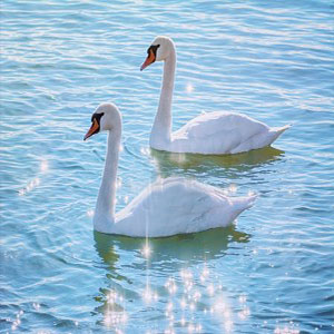 湖上天鹅钢琴谱