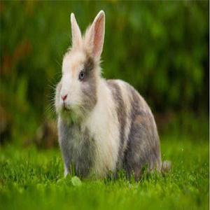 可怜的兔子钢琴谱