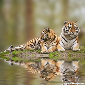 两只老虎钢琴谱四手联弹钢琴谱