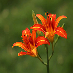 美国之花钢琴谱