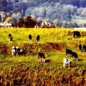 牧场上的家钢琴谱